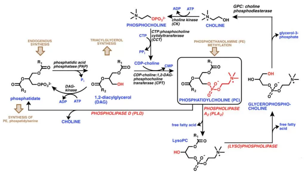 Figure 3. Schematic illustration of PC metabolism (Whiley L. et al., 2014).